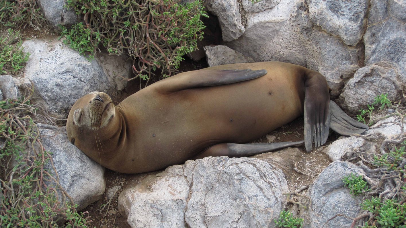 Galapagos