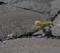 Hawaii