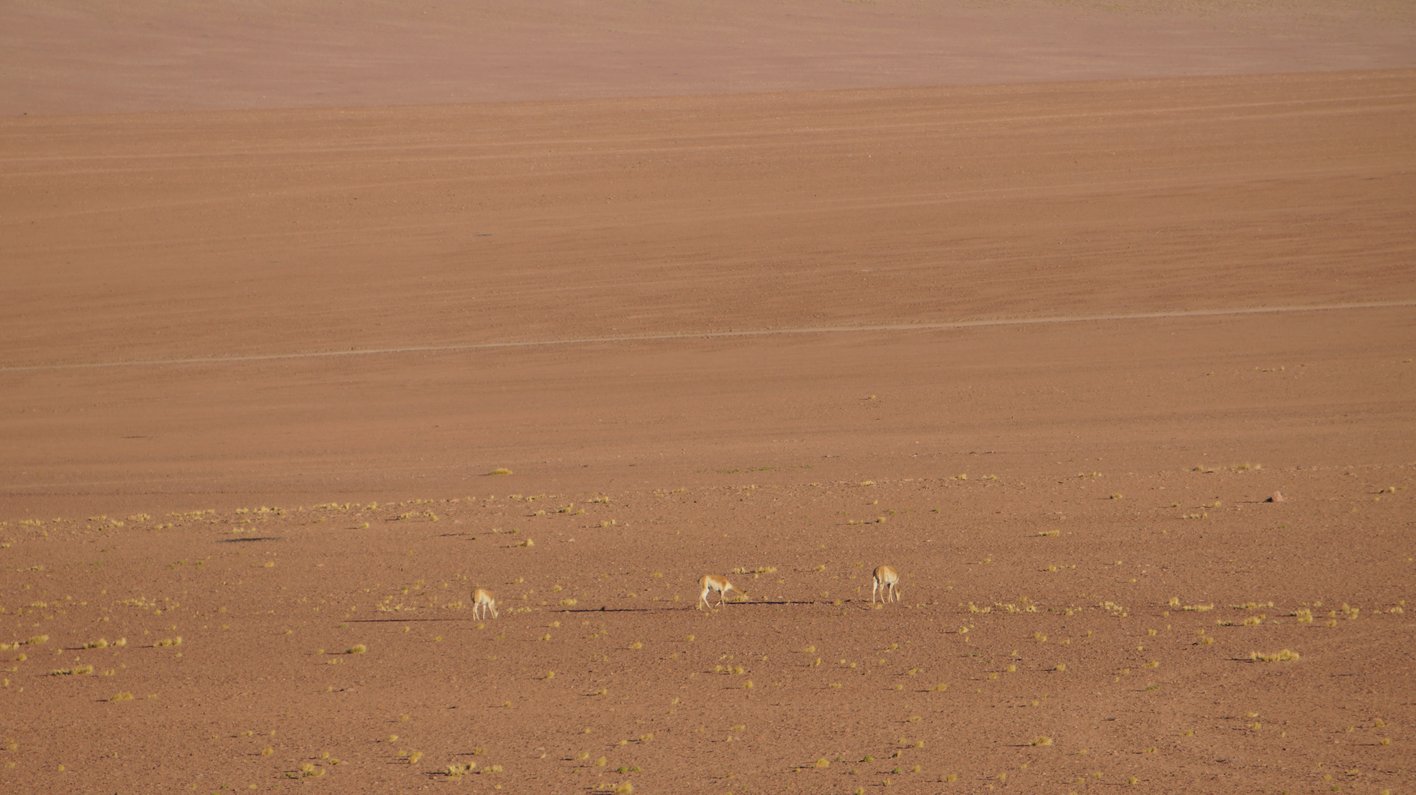 Chile Atacama