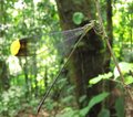 Ecuador