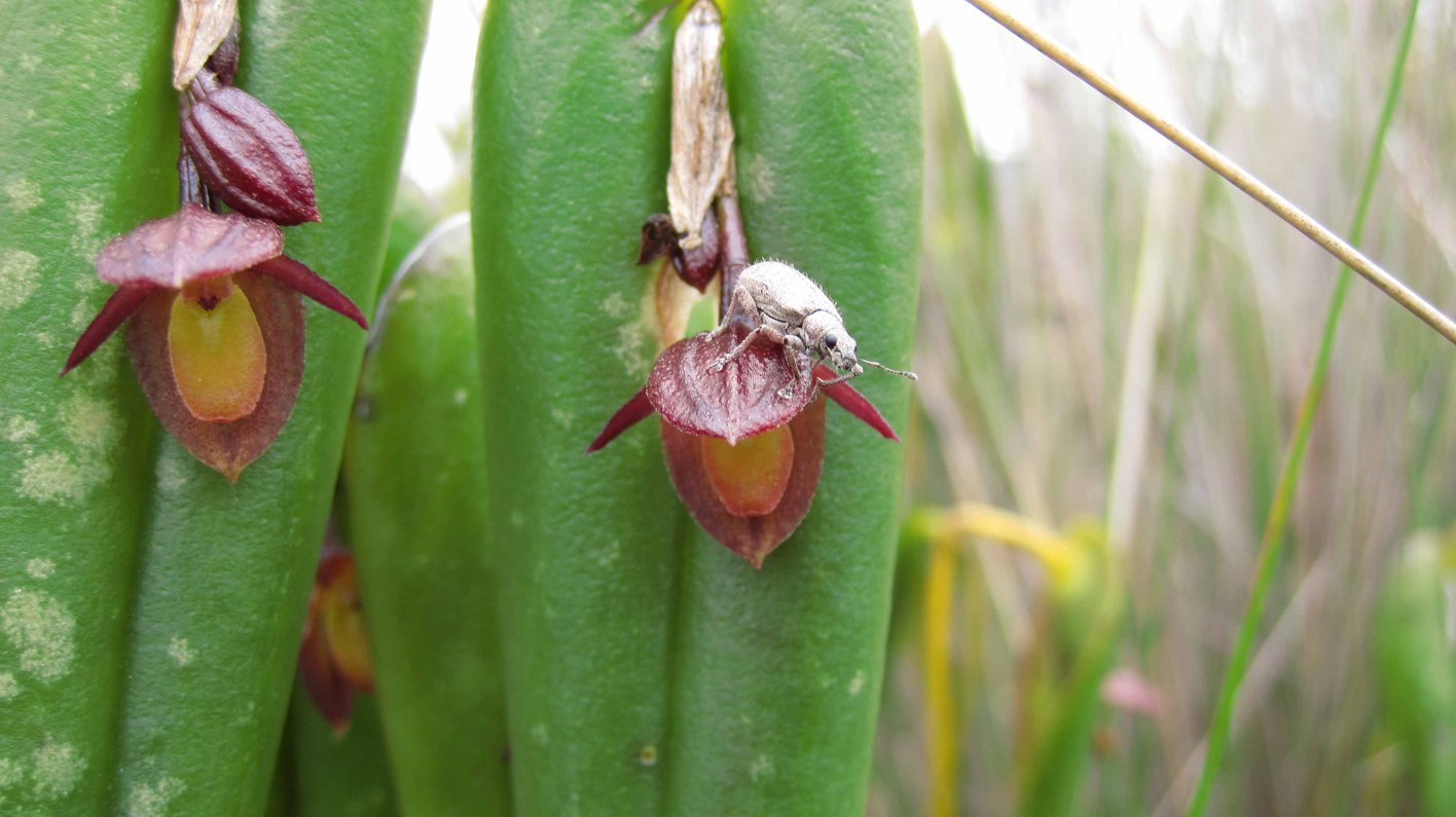 Ecuador