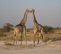 Namibia
