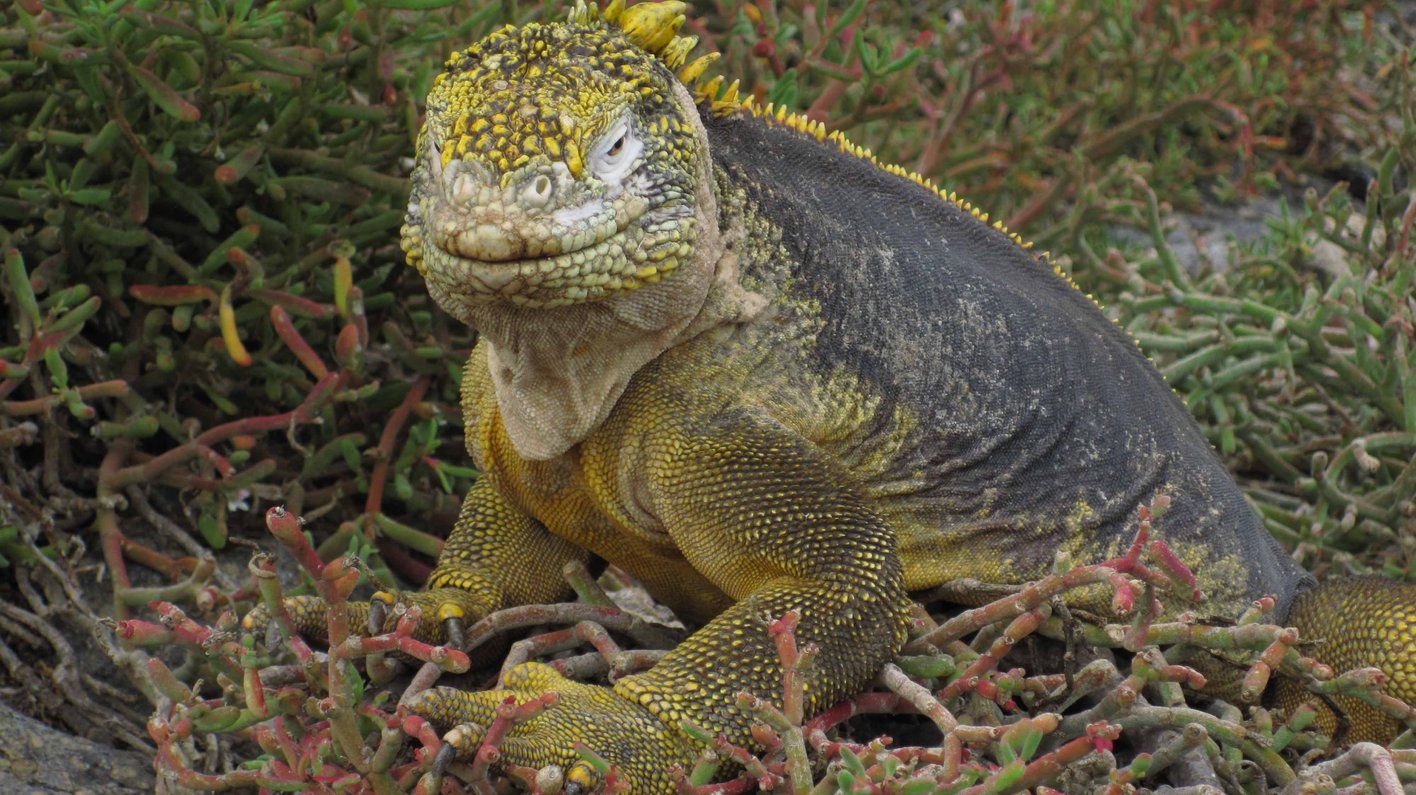 Galapagos