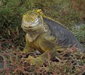 Galapagos