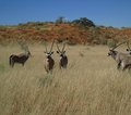 Namibia