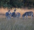 Zimbabwe
