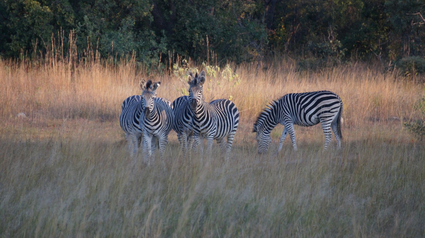 Zimbabwe