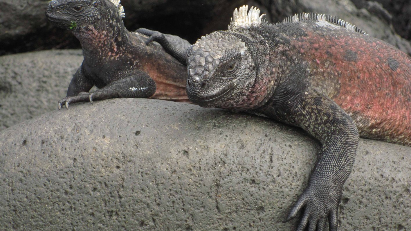 Galapagos