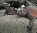 Galapagos