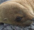Galapagos