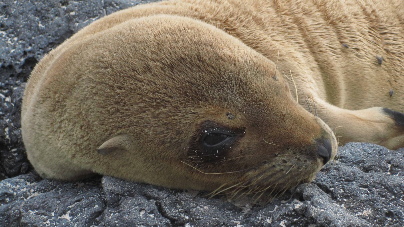 Galapagos