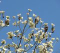Quilttour bei den Amischen